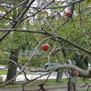 Meet your Posher, Elisabeth